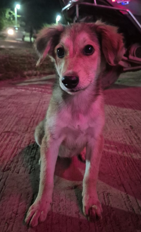 Lola