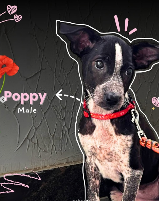 Poppy