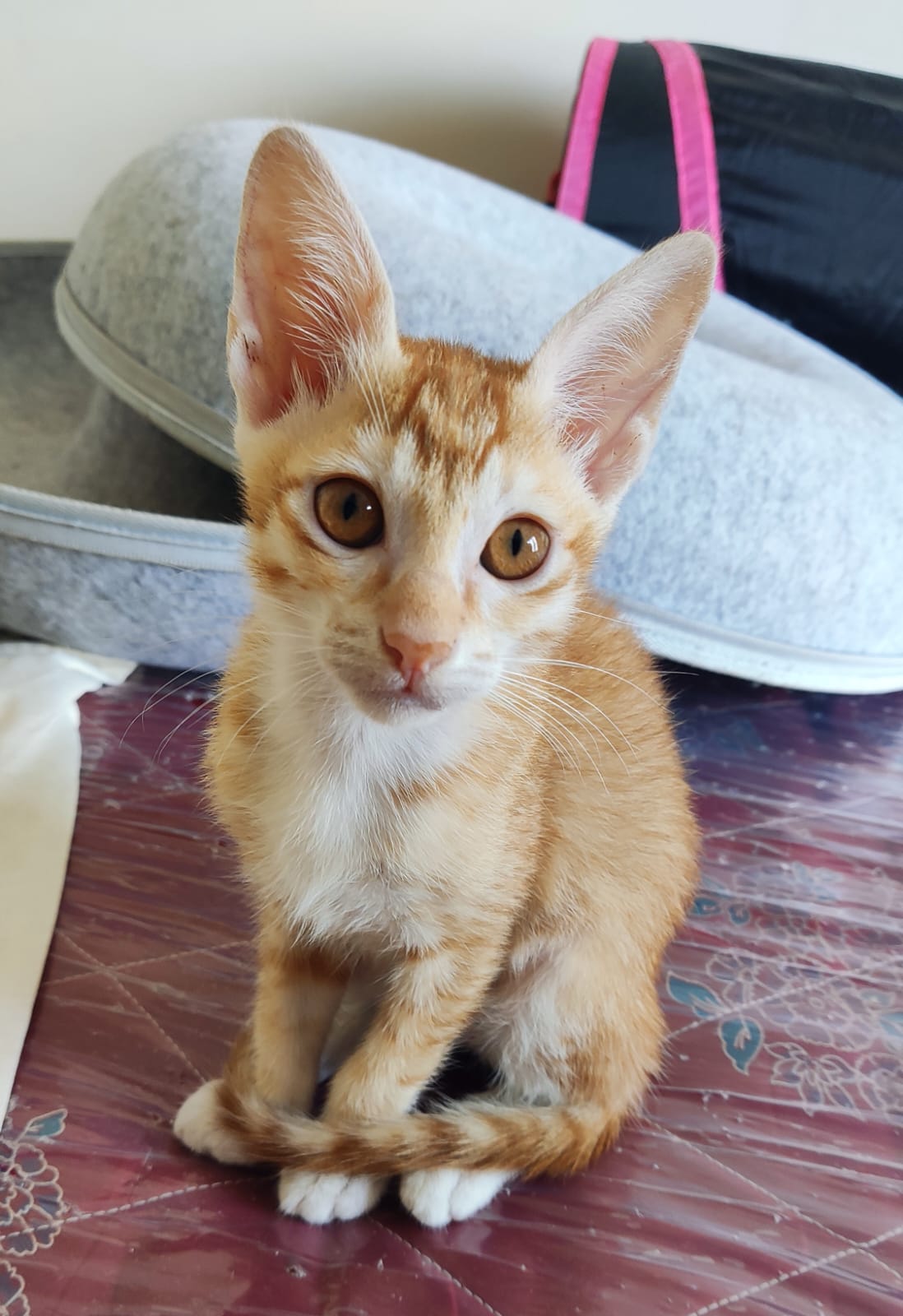 Ginger female kitten (can be renamed by adopter)