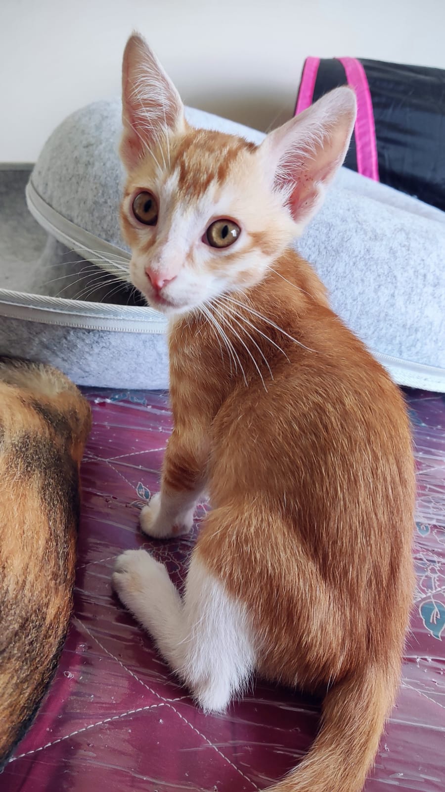 Ginger male kitten (can be renamed by adopter)