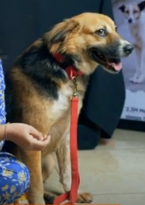 Courage – virtual adoption