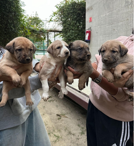 Milkbun, Cooper, Kai