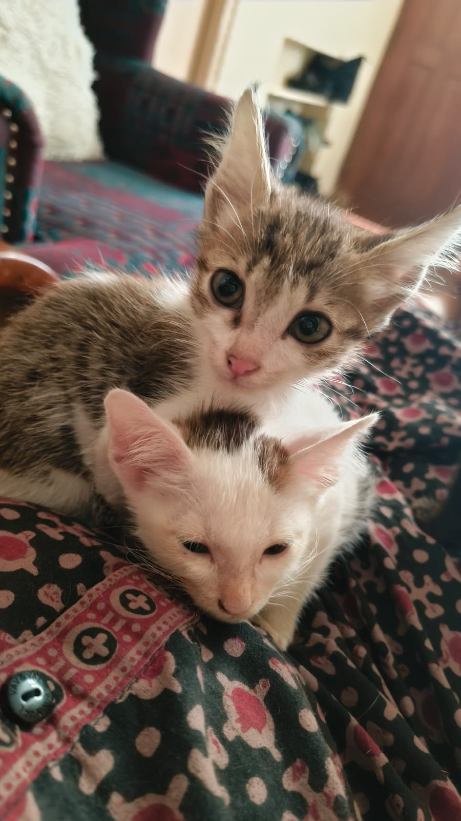 Kittens