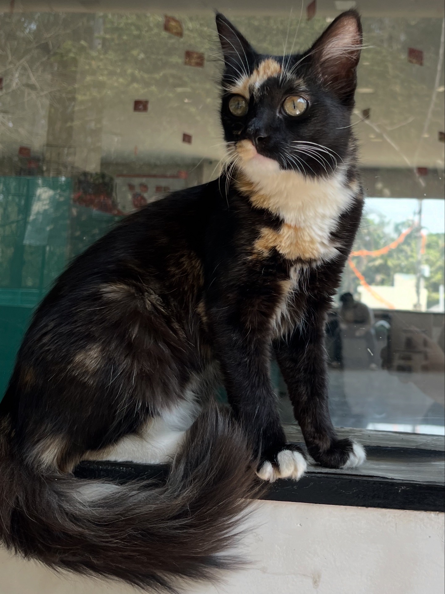 Coco