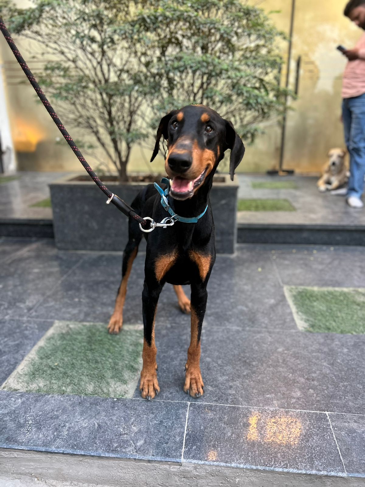 Kaizer