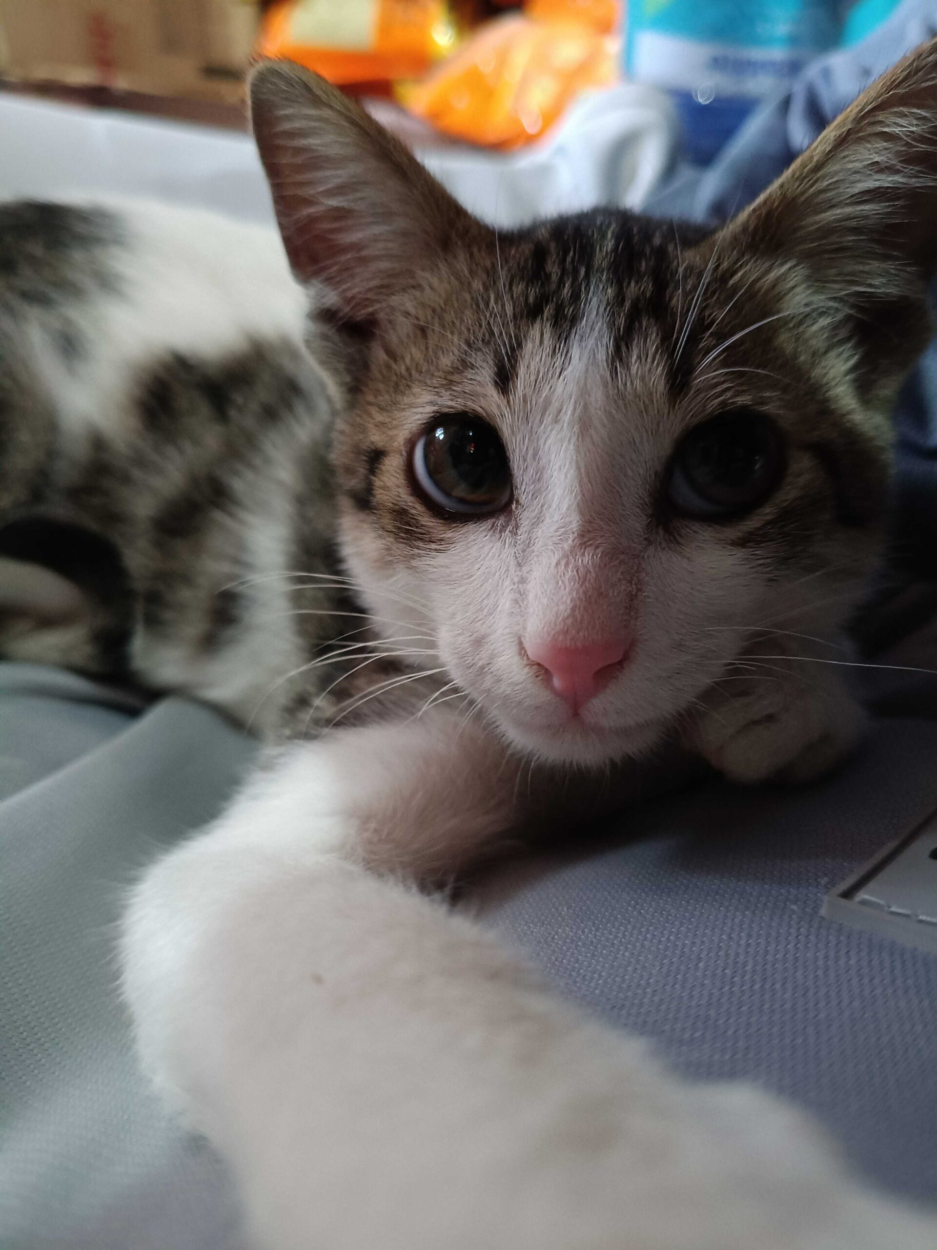 Marco