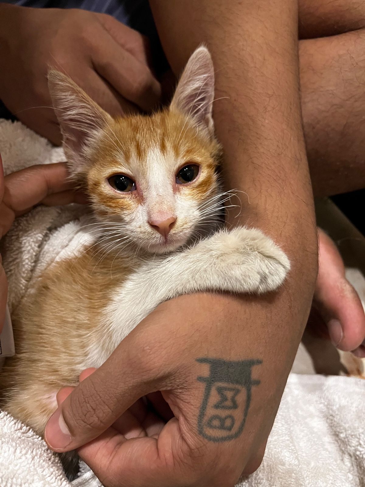 Mowgli