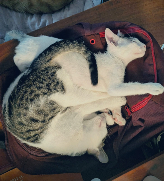 Sky & Bikki