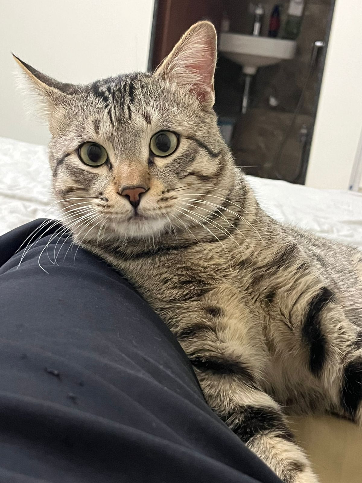 Leo