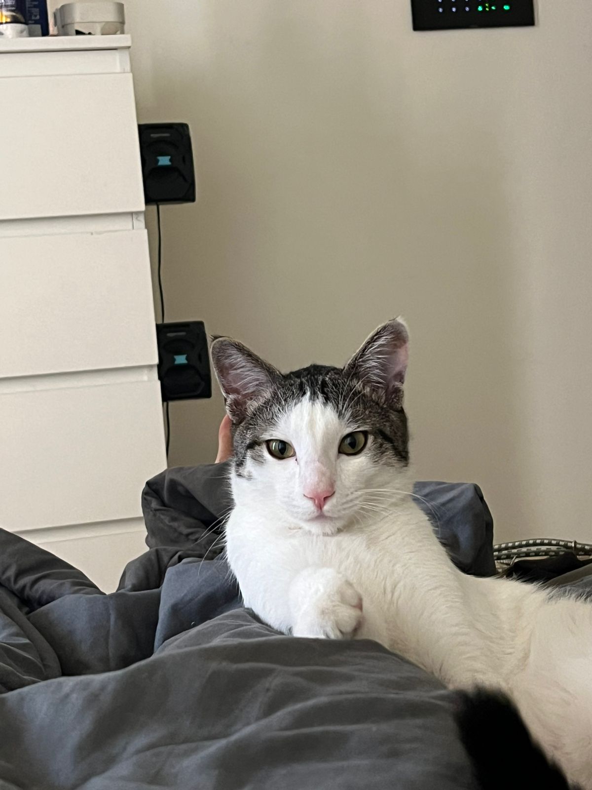 Milo