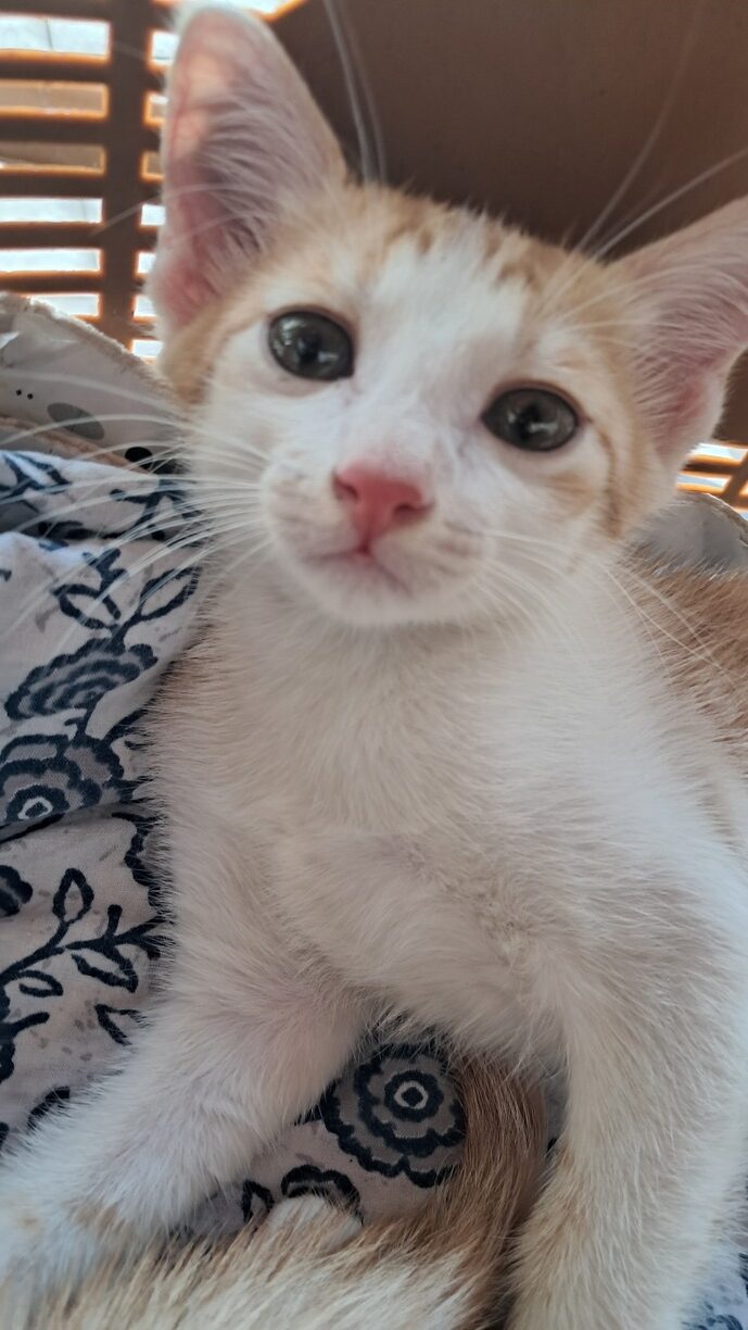 White and orange