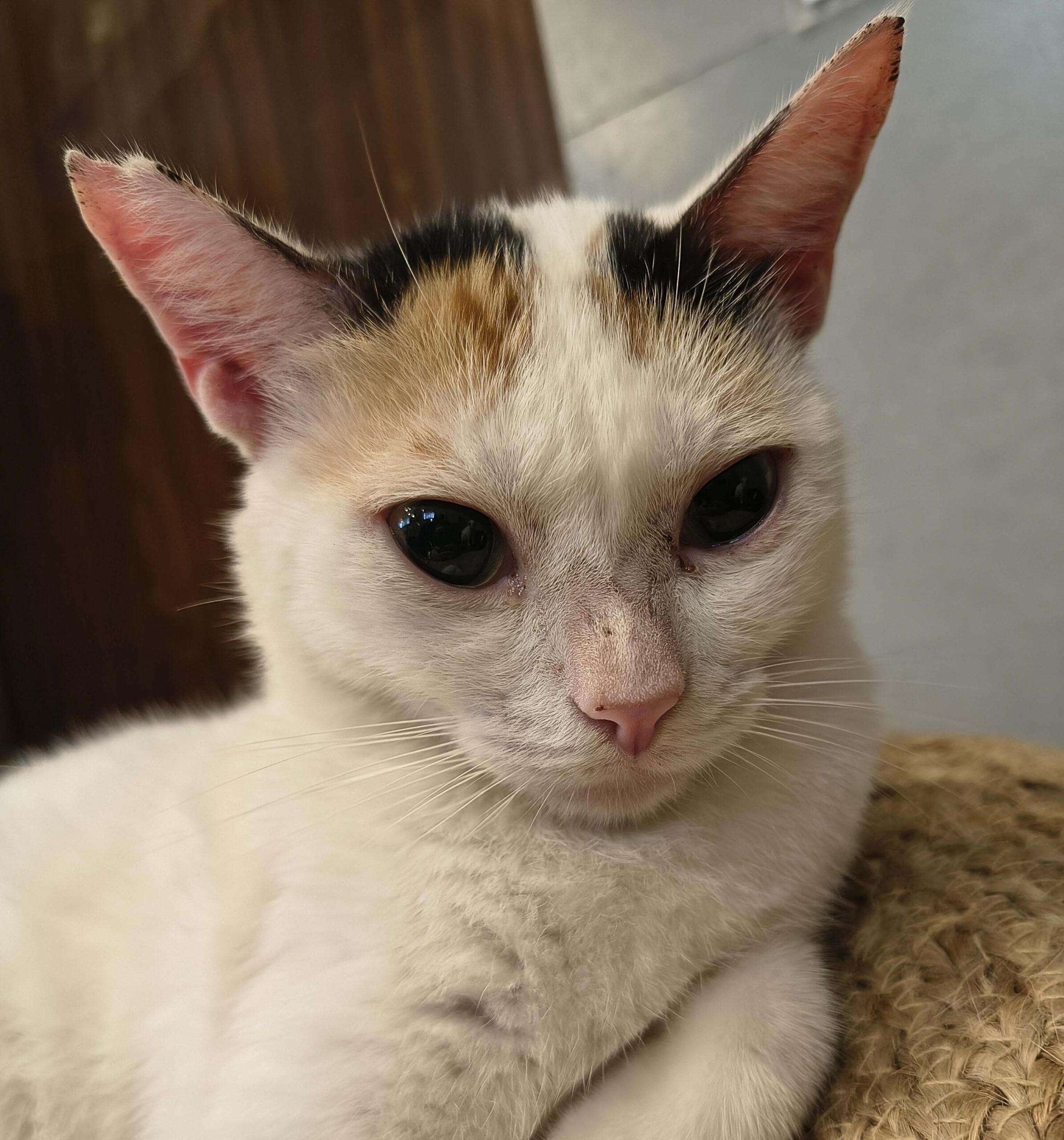 Glinda
