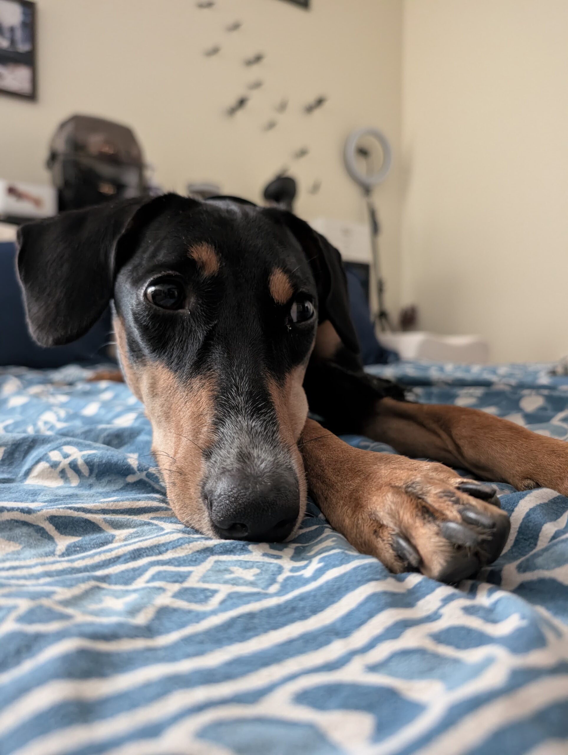 Roxy