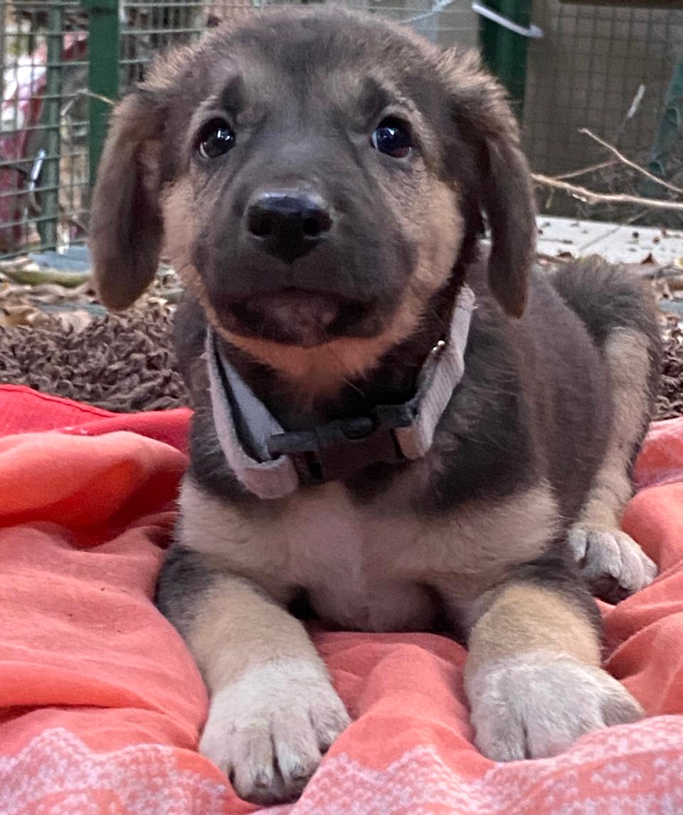 Luca