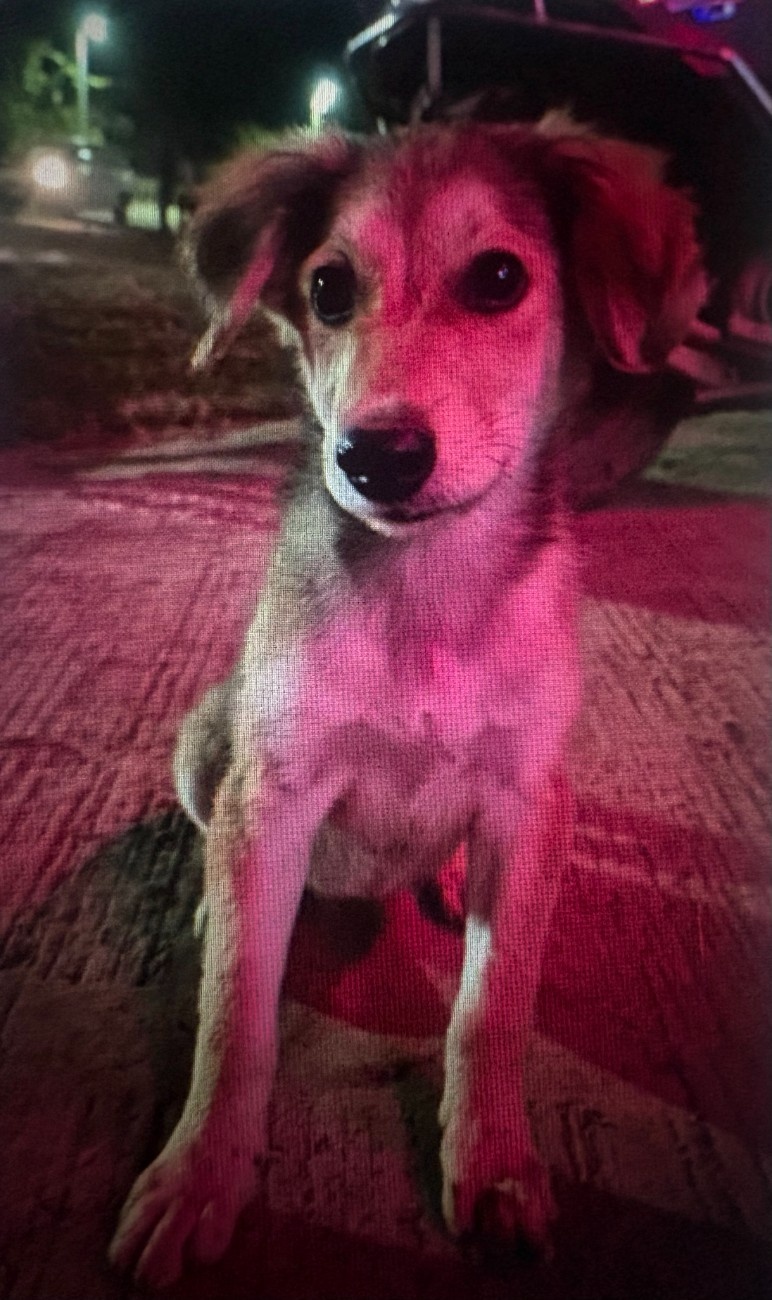lola