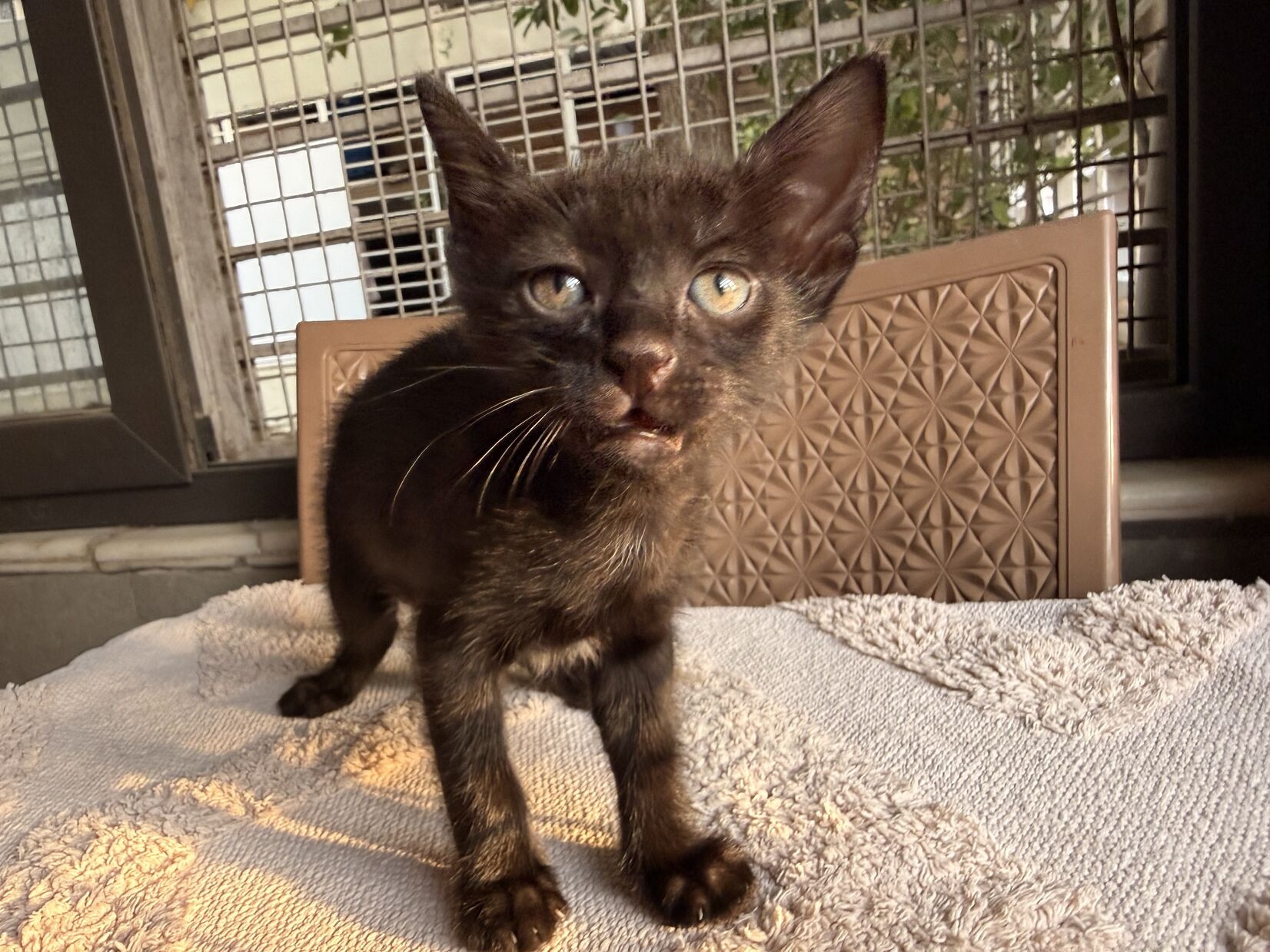 Coco