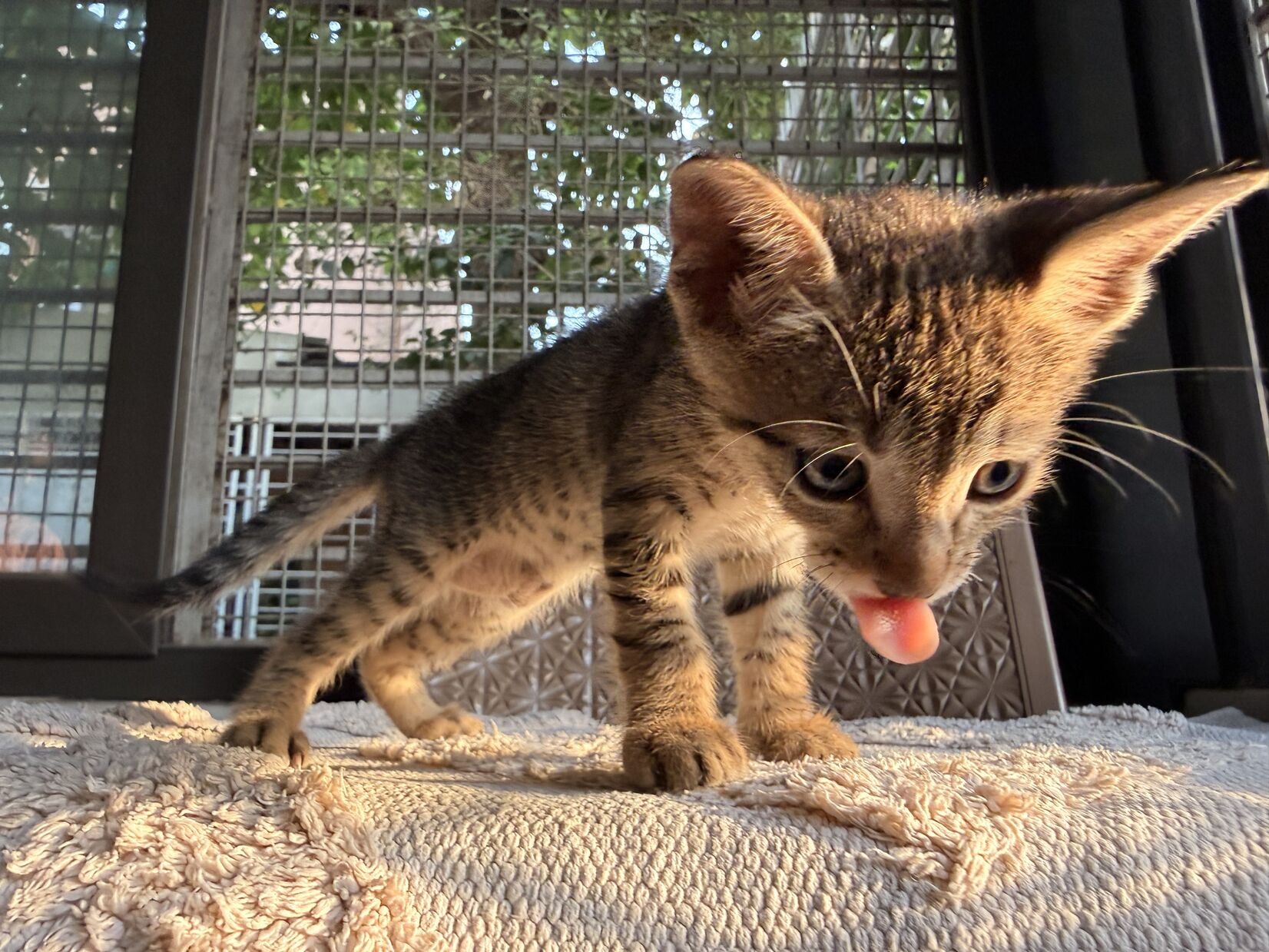 Kiwi