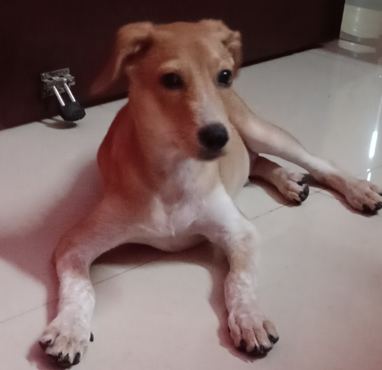 Dodo