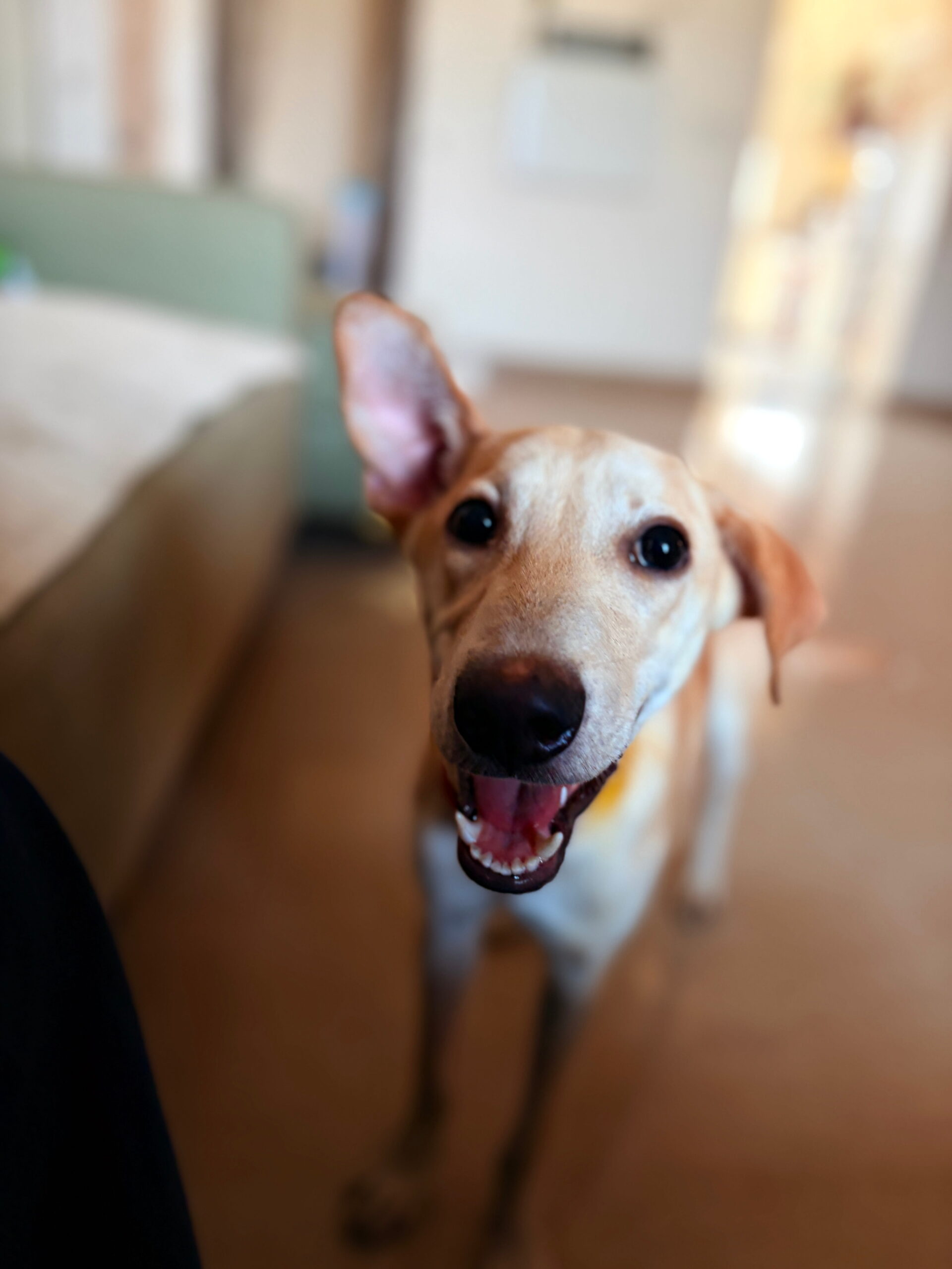Puppy
