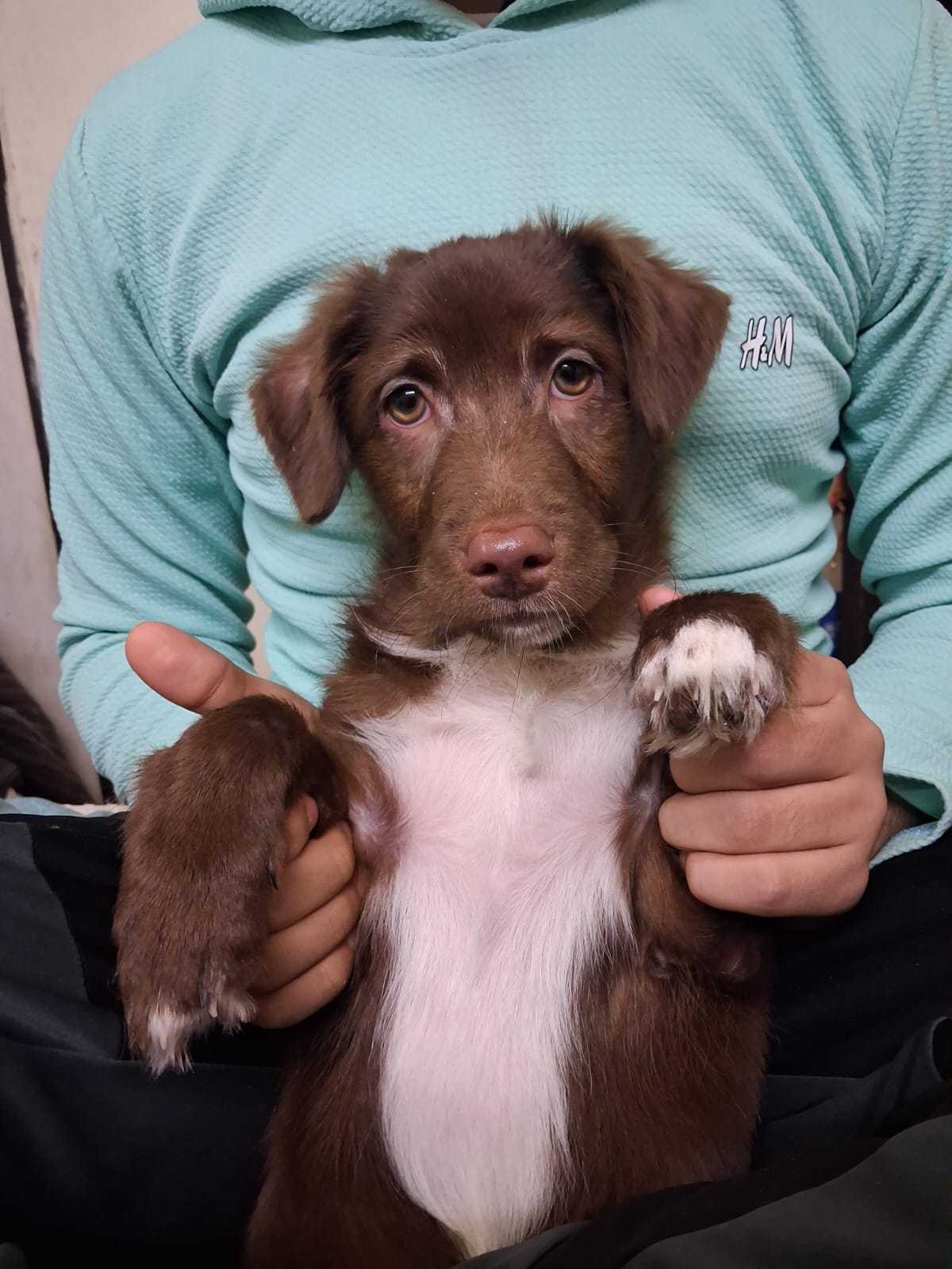 Mocha