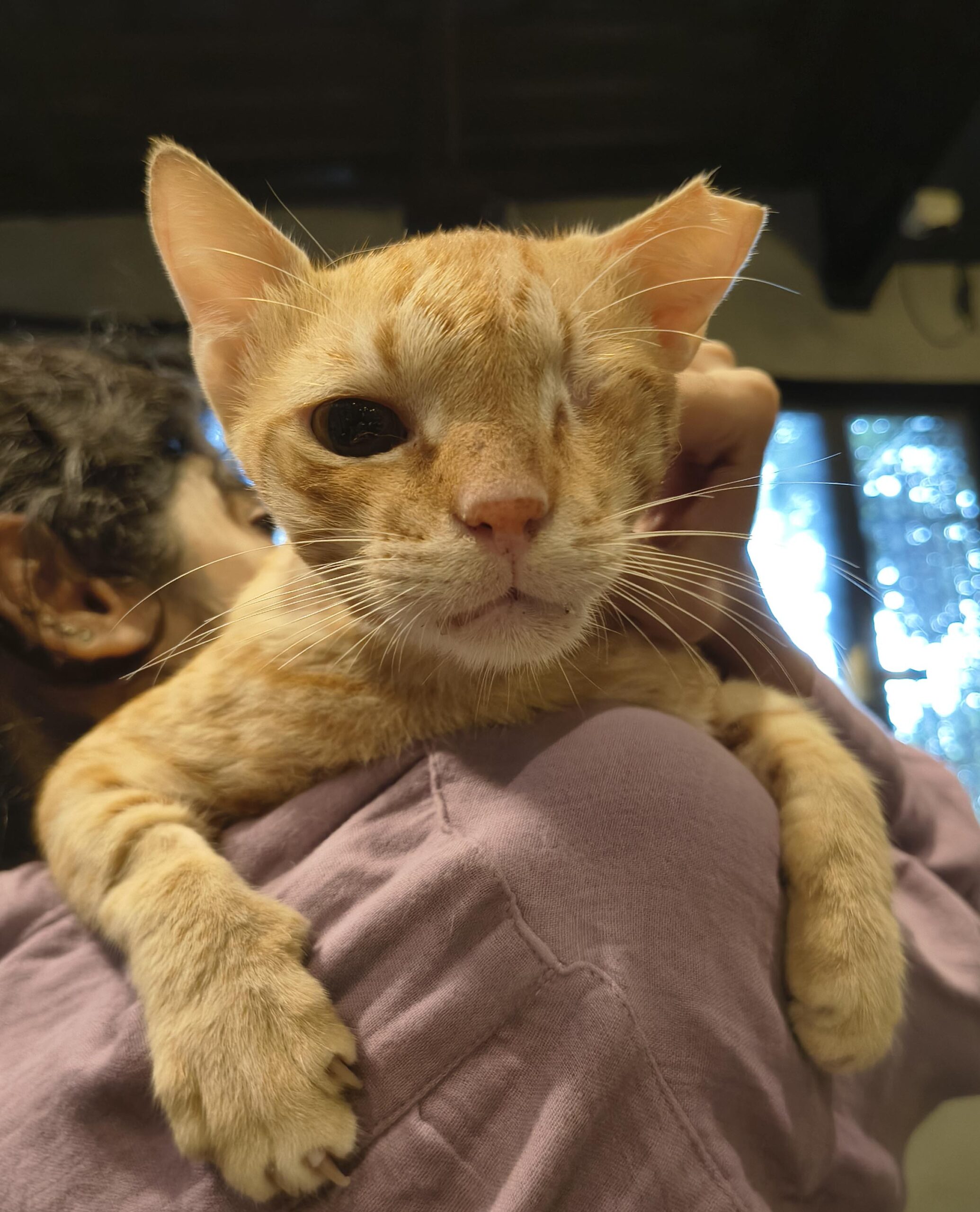 Marmalade