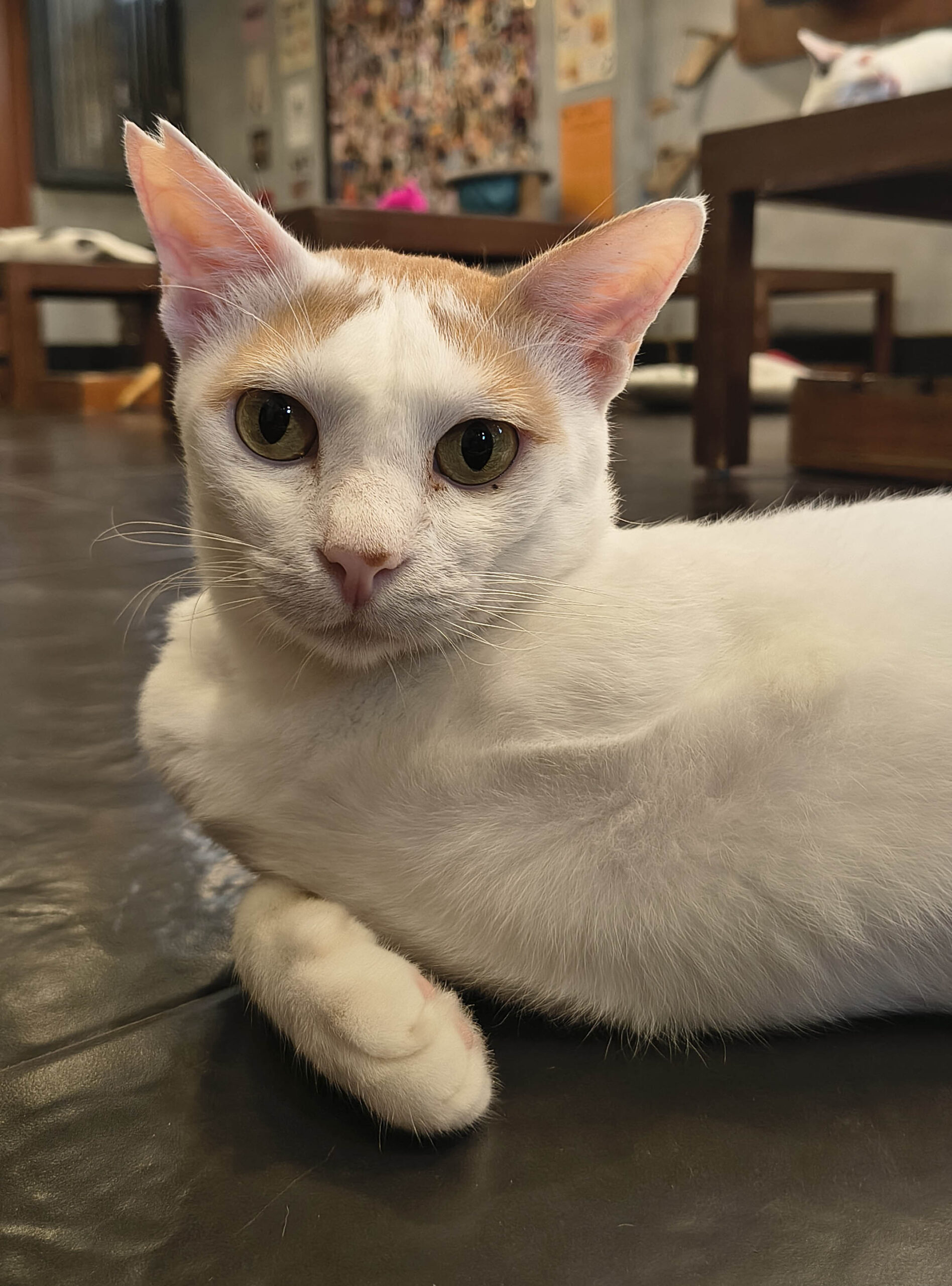 Peeta