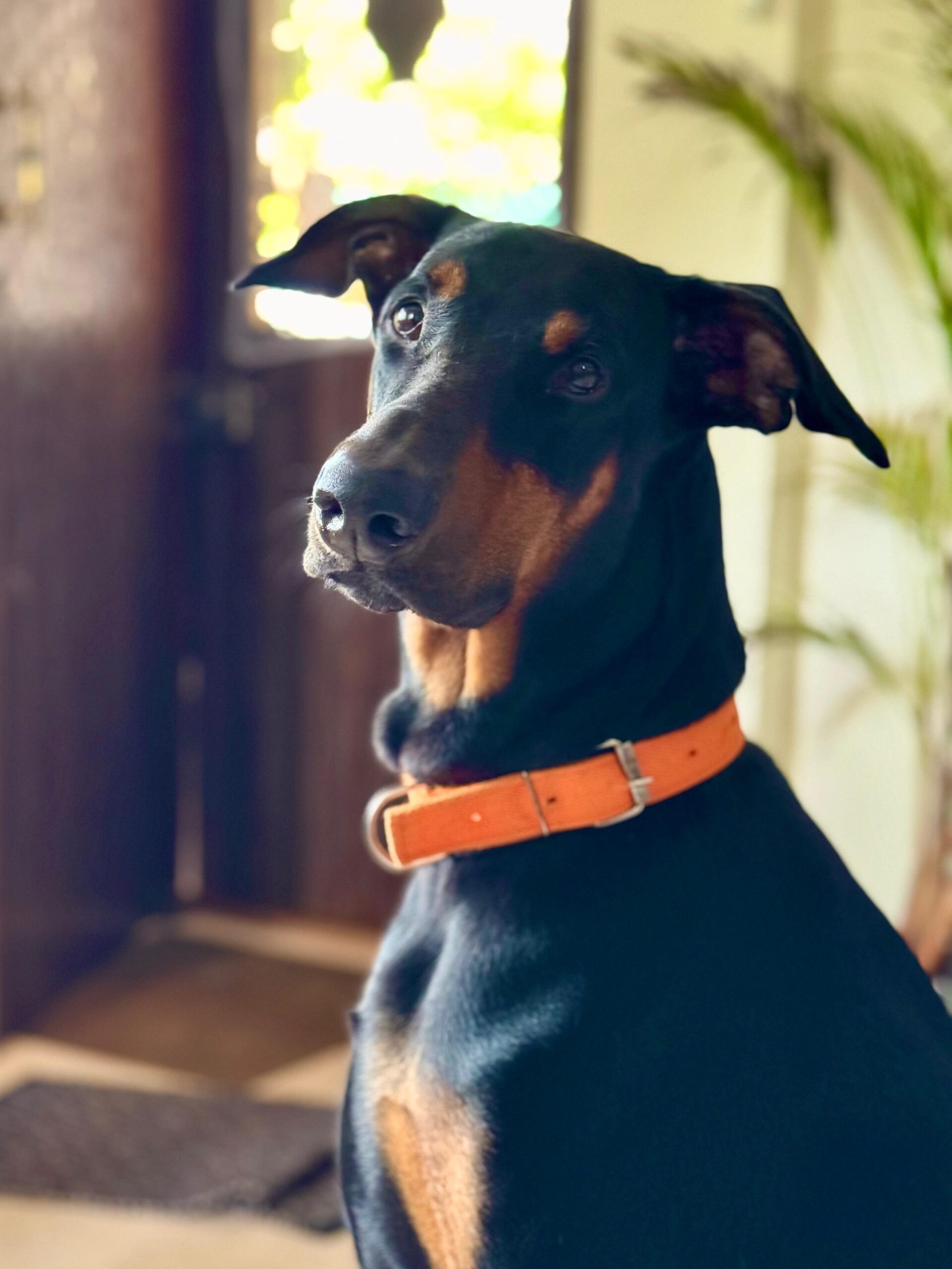 Elvis