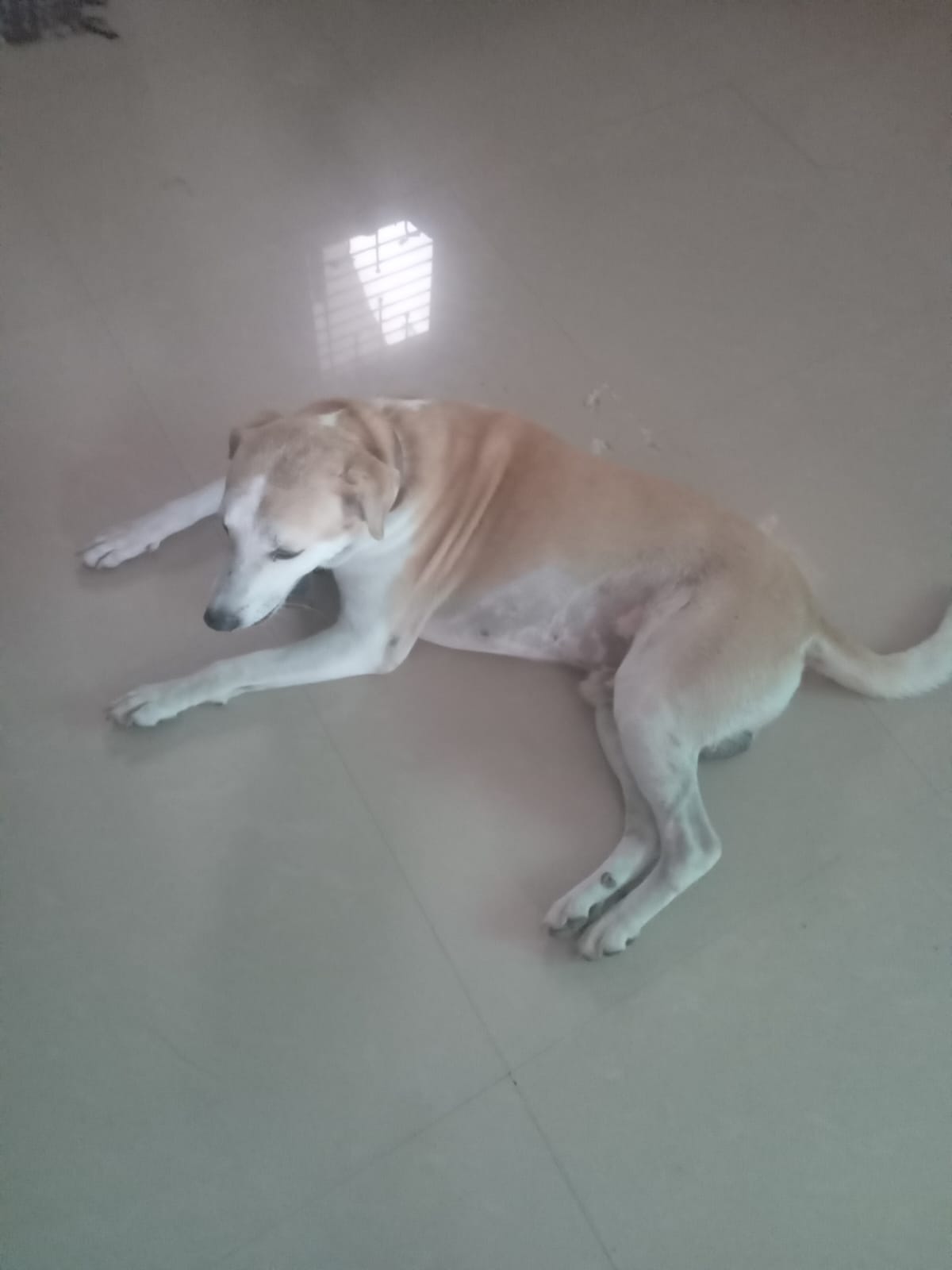 Bittu