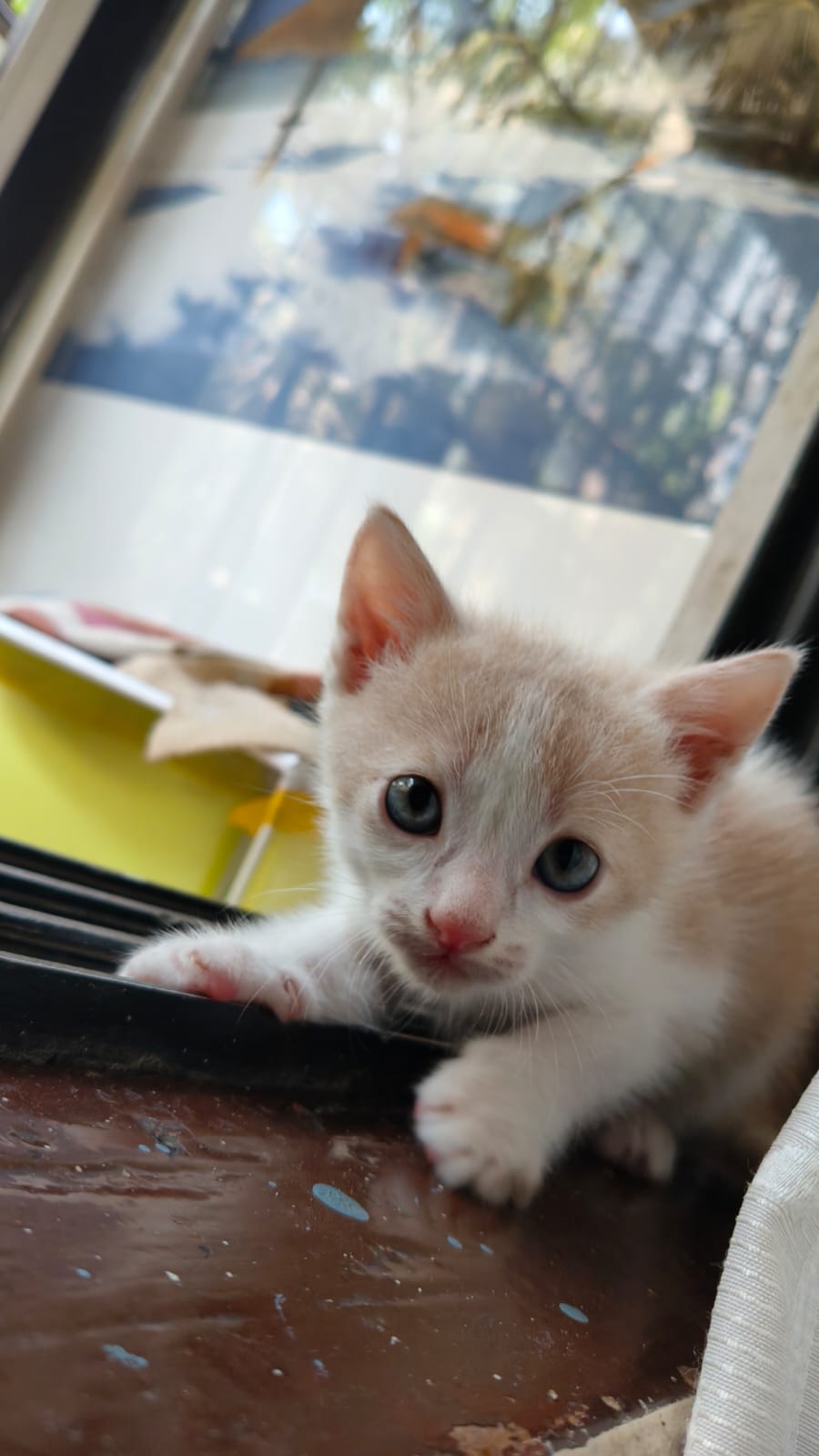 Luki