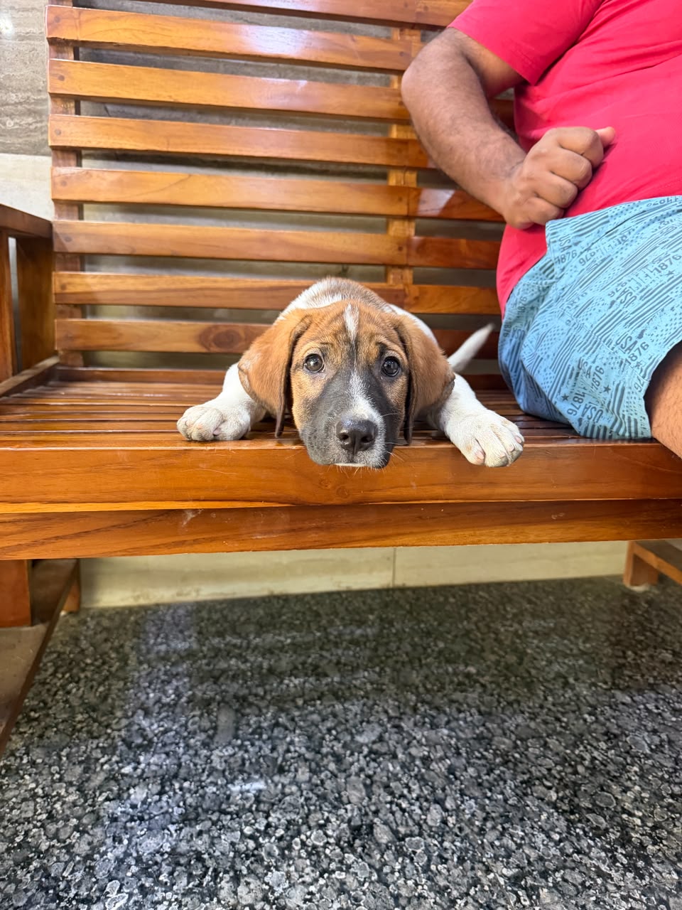 Krishna