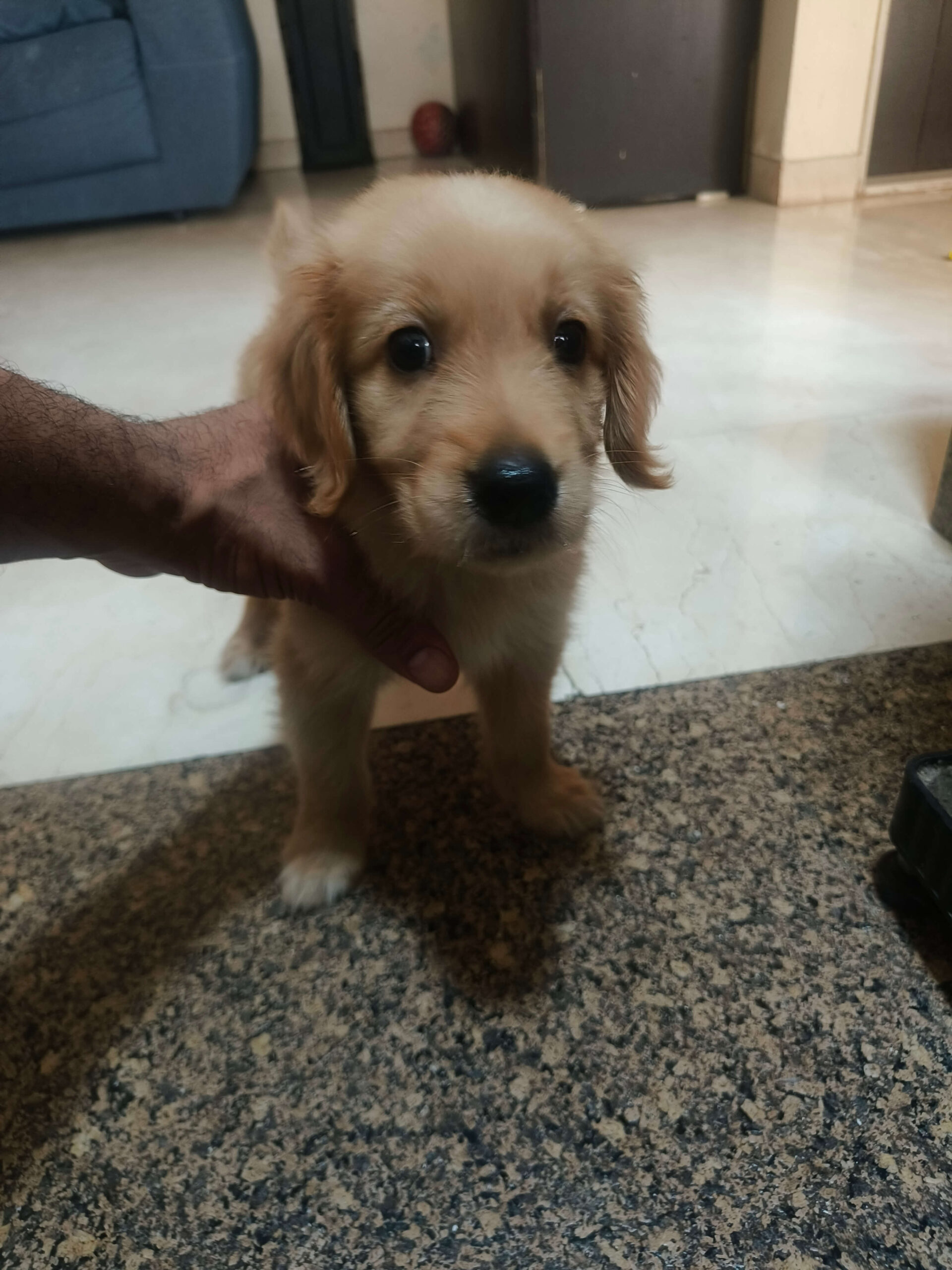Cooper