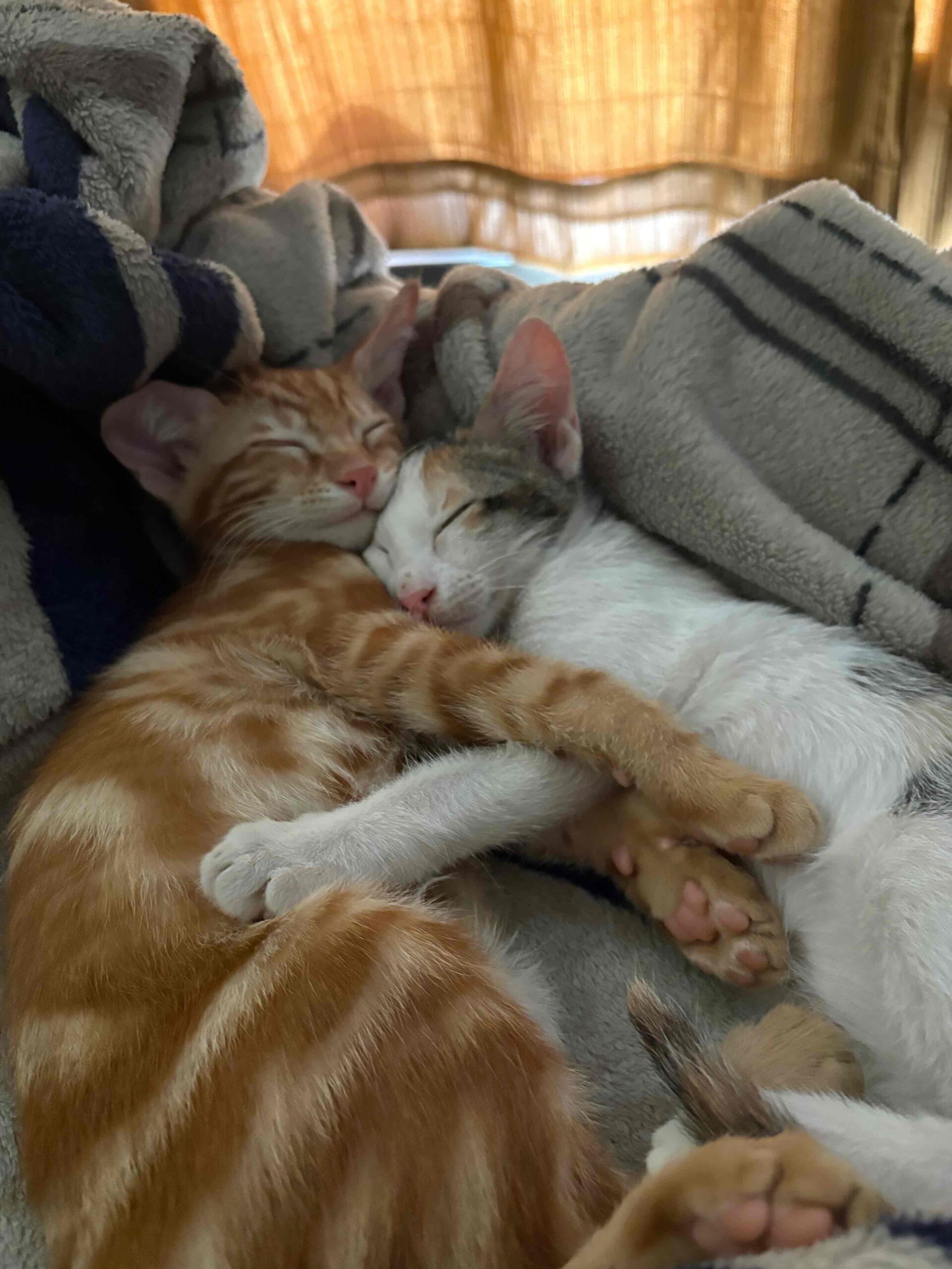 Mau Mau and Nuggy