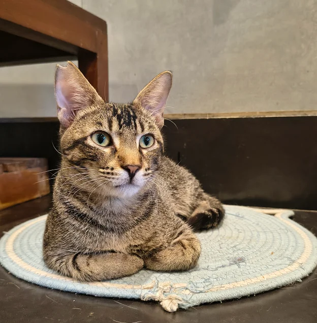Leo