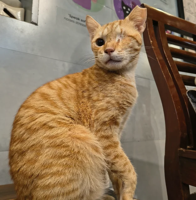 Marmalade