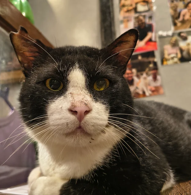 Pedro