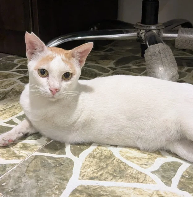 Peeta