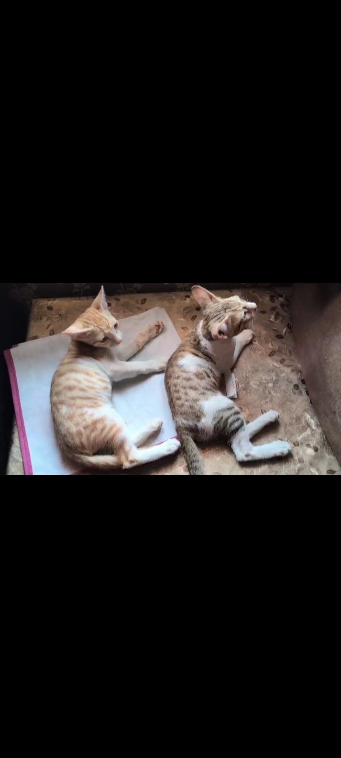 Ginger and gray