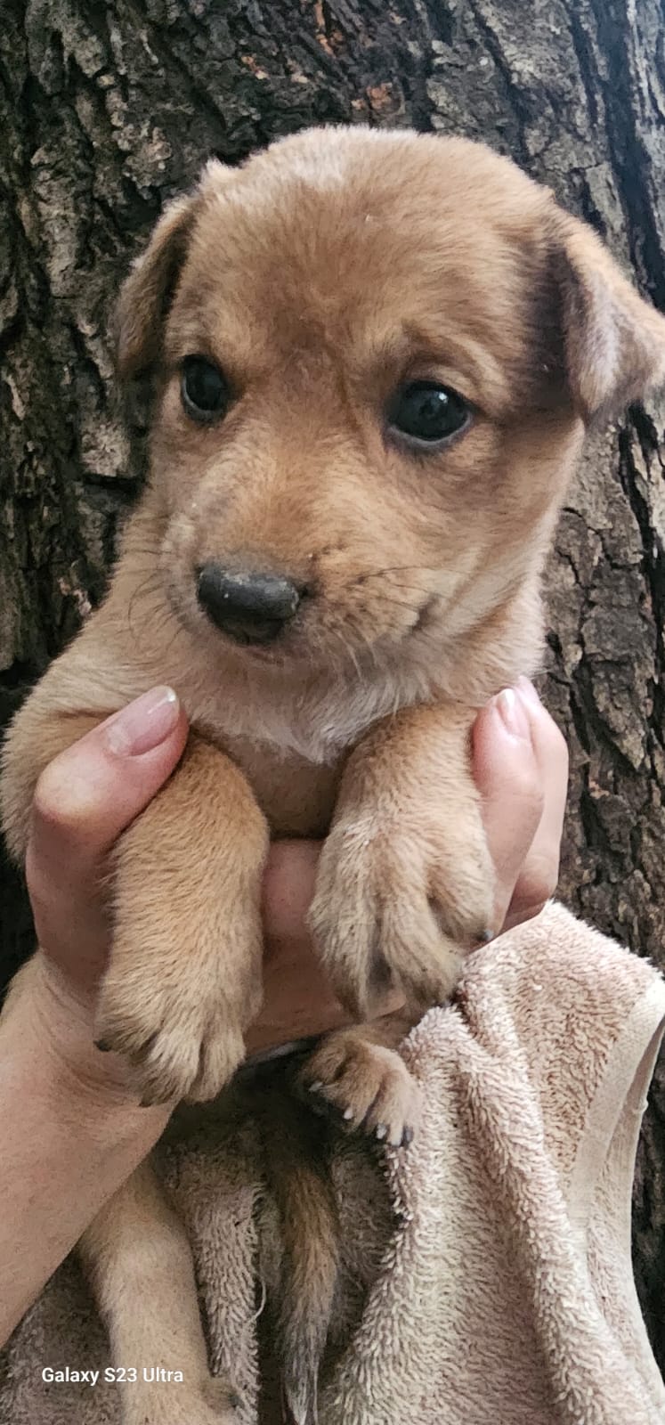 Pixie