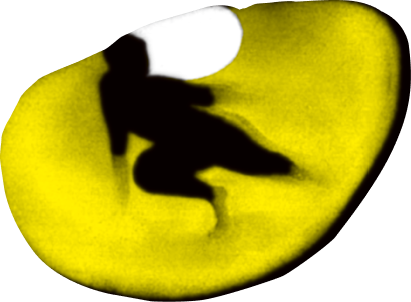 Cat icon