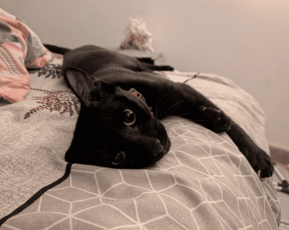 Gigi