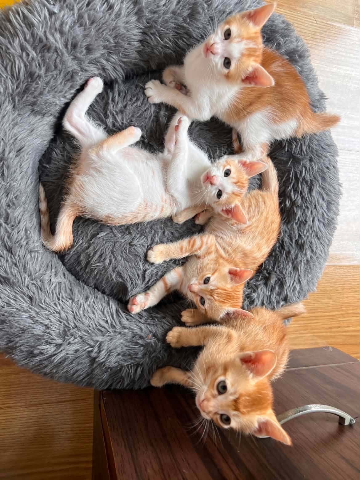 Norbit, Weenie, Penny, Olivia