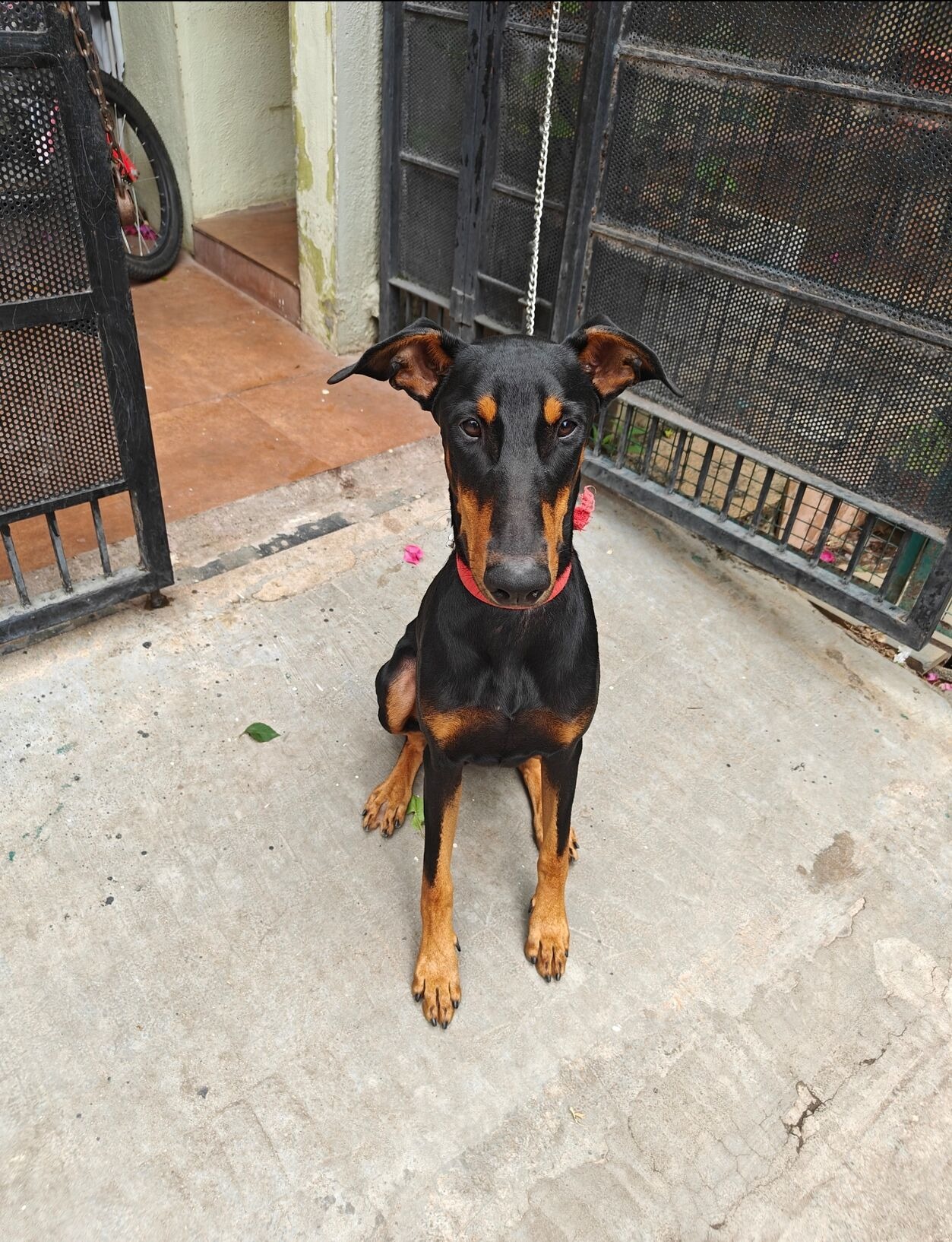 Scooby