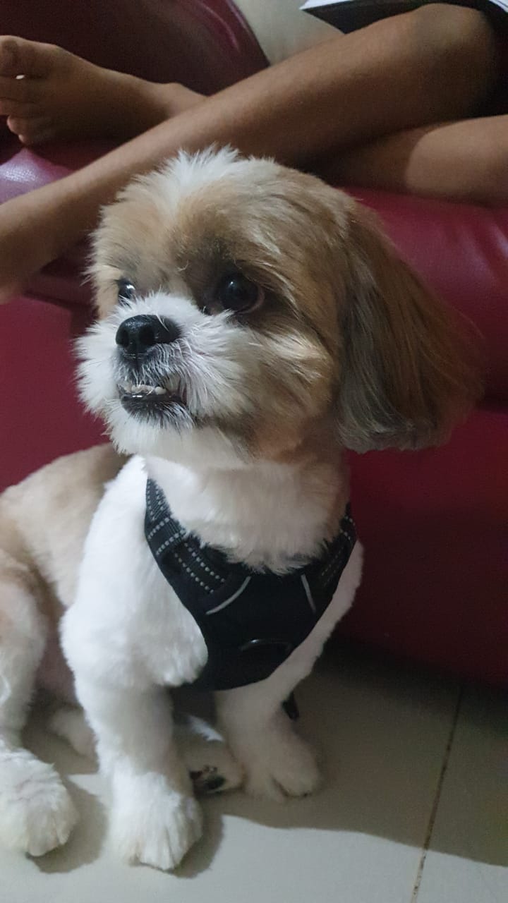 Bruno