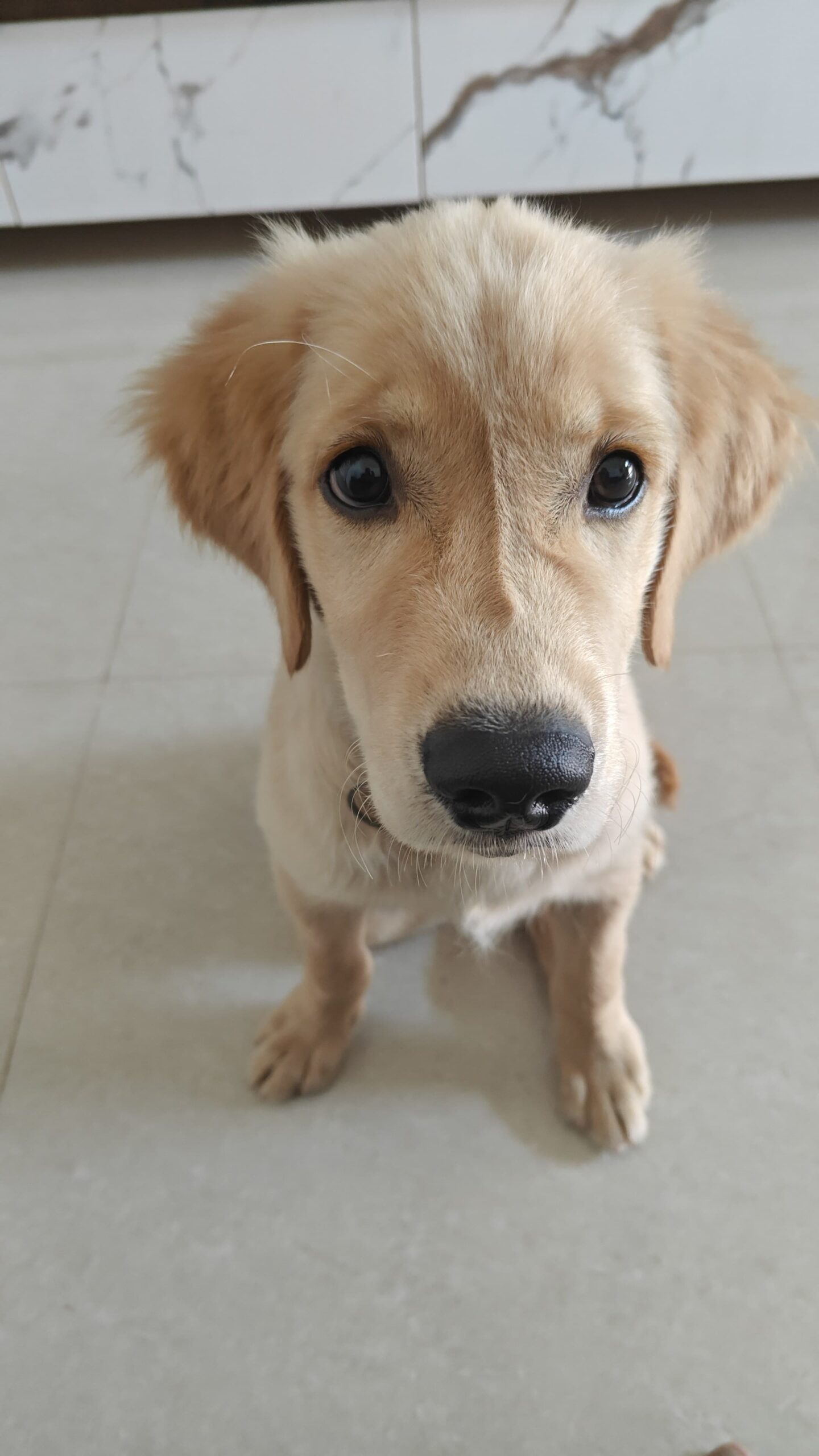 Chiku