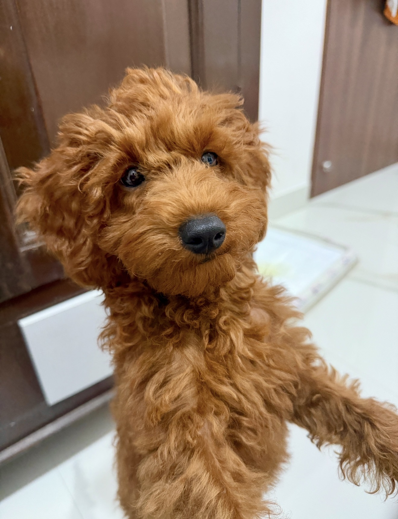 Toy poodle