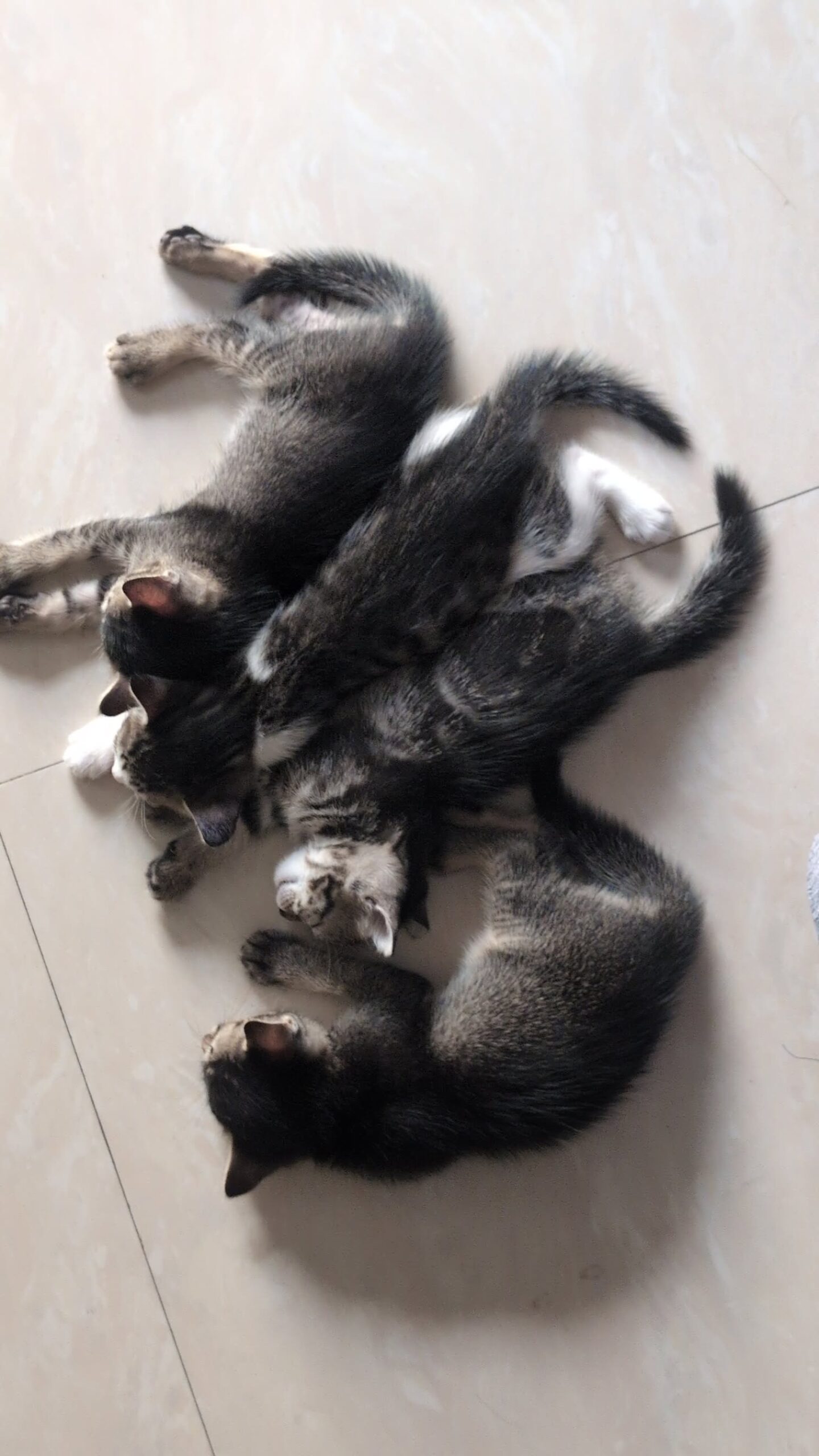 Kittens