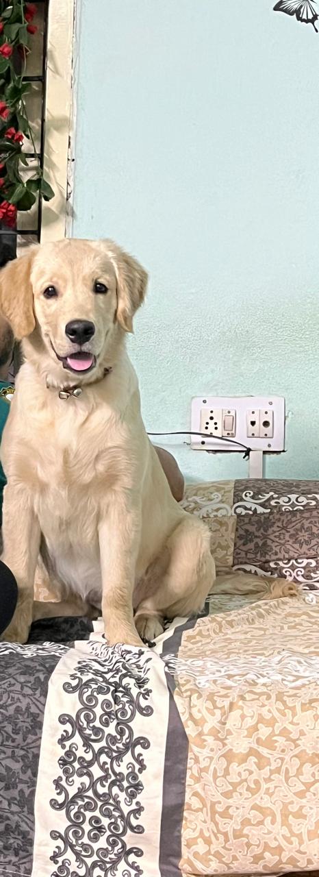Luci