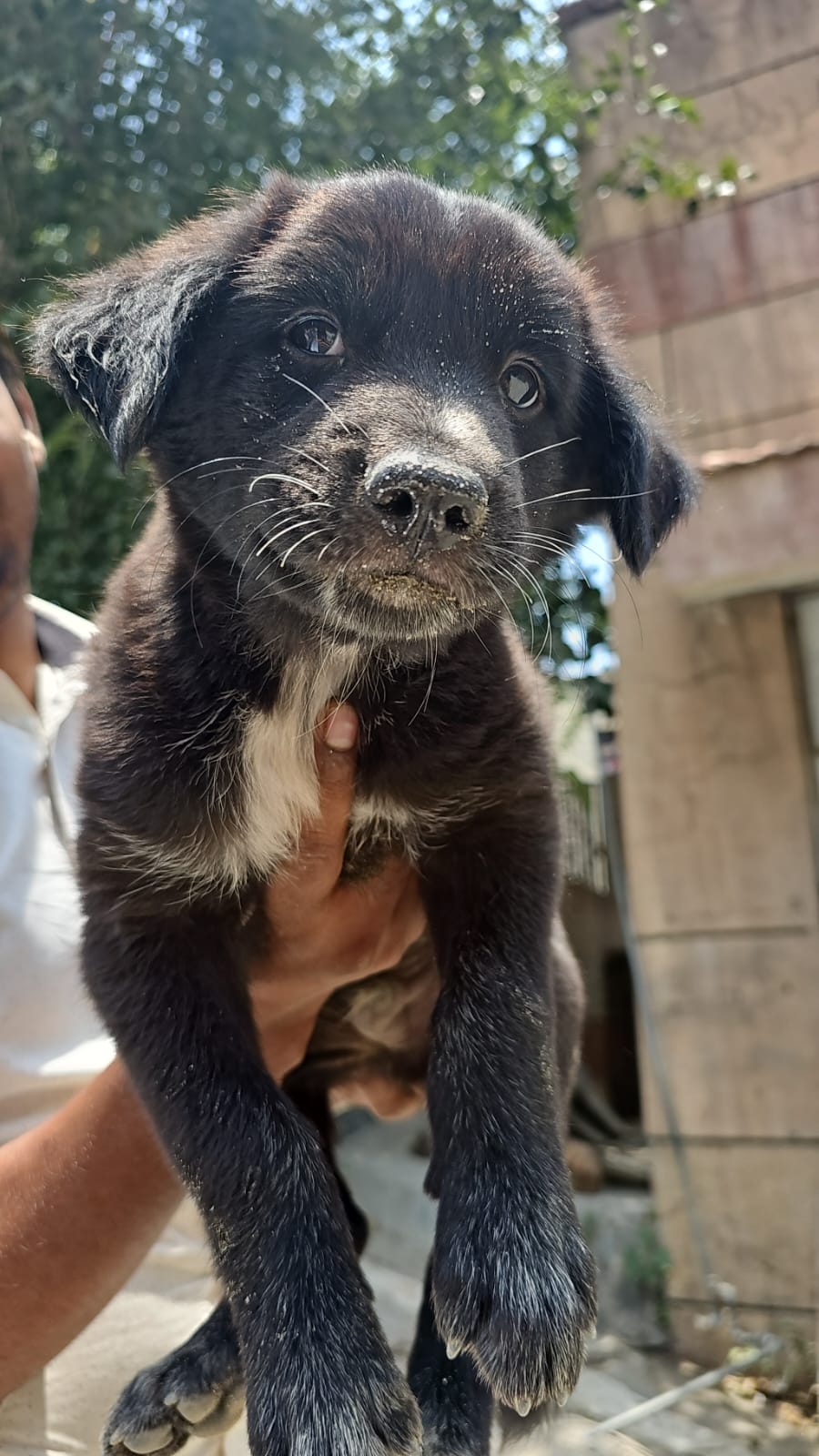 Pepper
