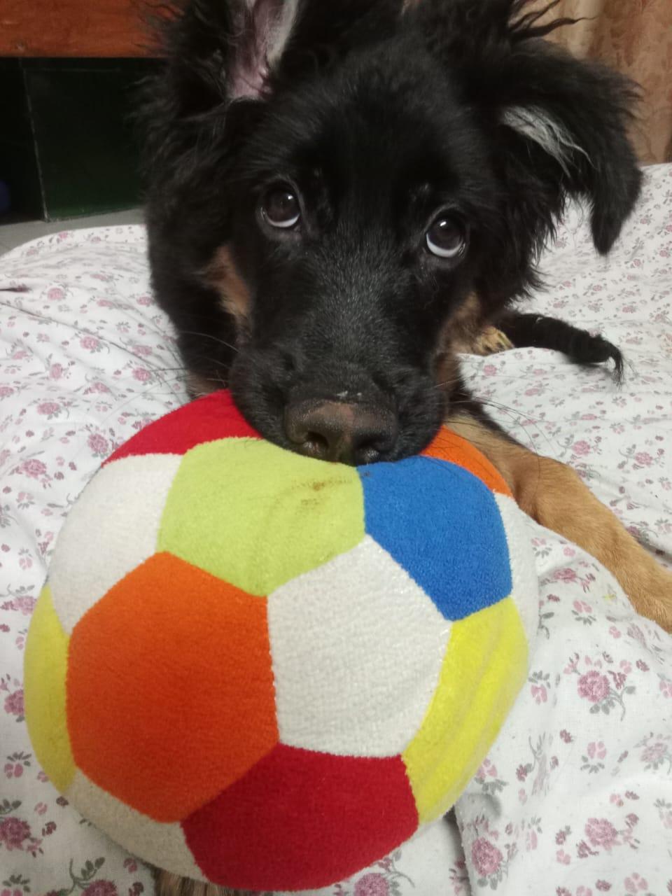 Rambo