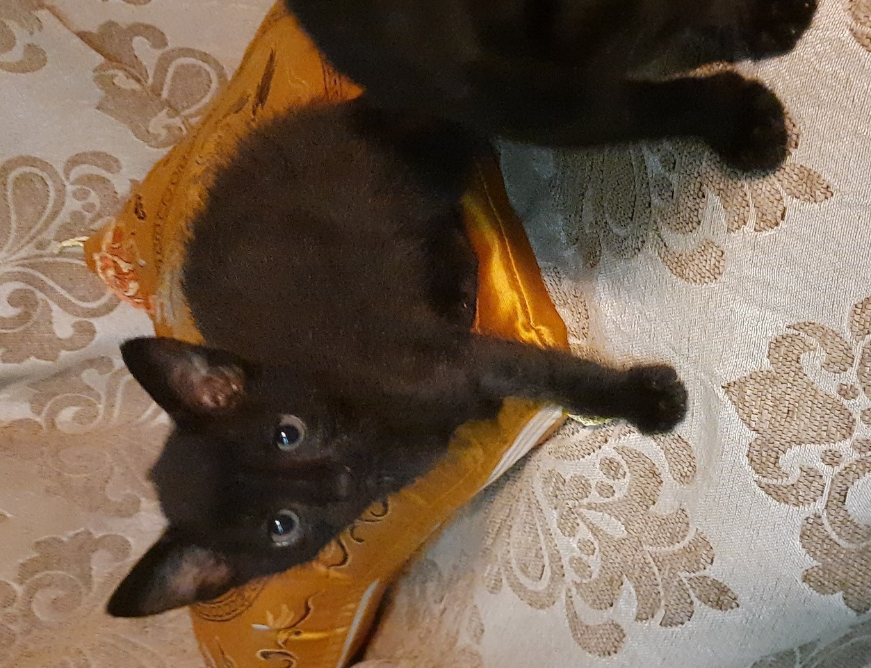 Merlin